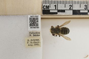 Media type: image;   Entomology 788780 Aspect: Labels
